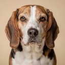 Biscuit, a Beagle, 11